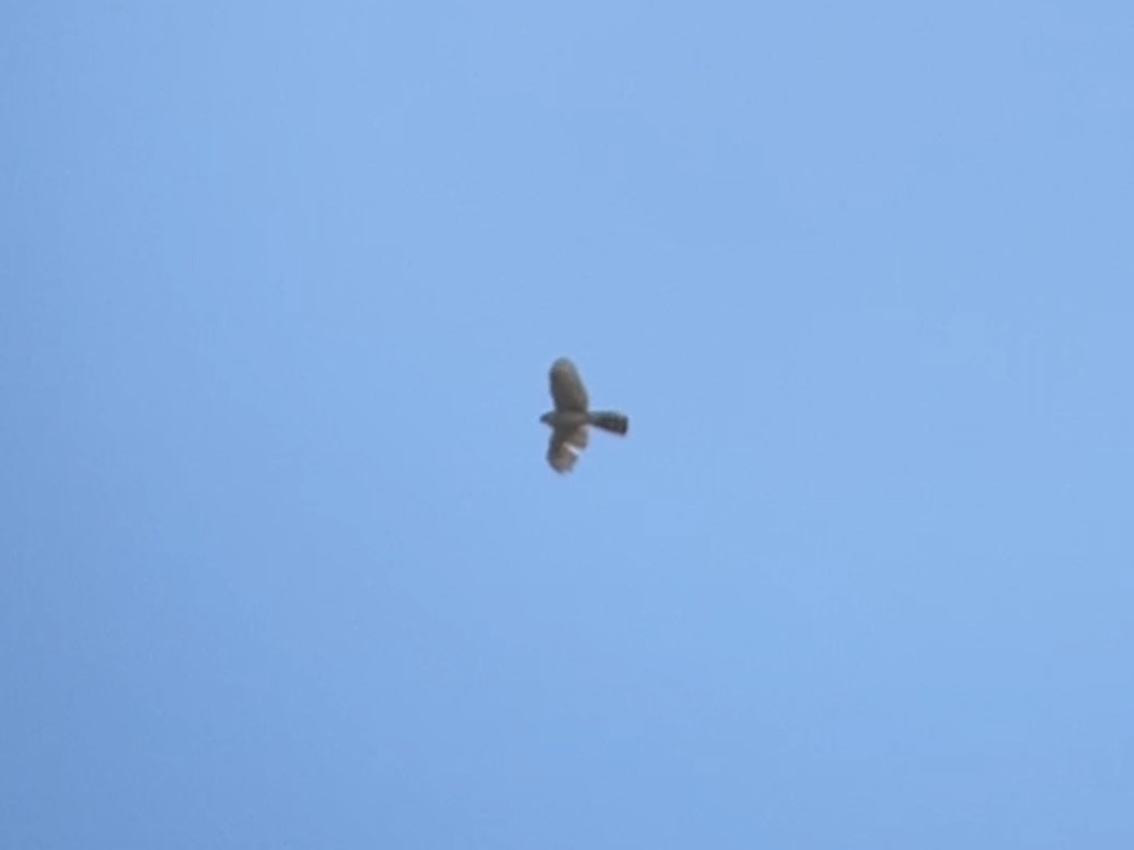 Sharp-shinned Hawk - Sarah Spotten