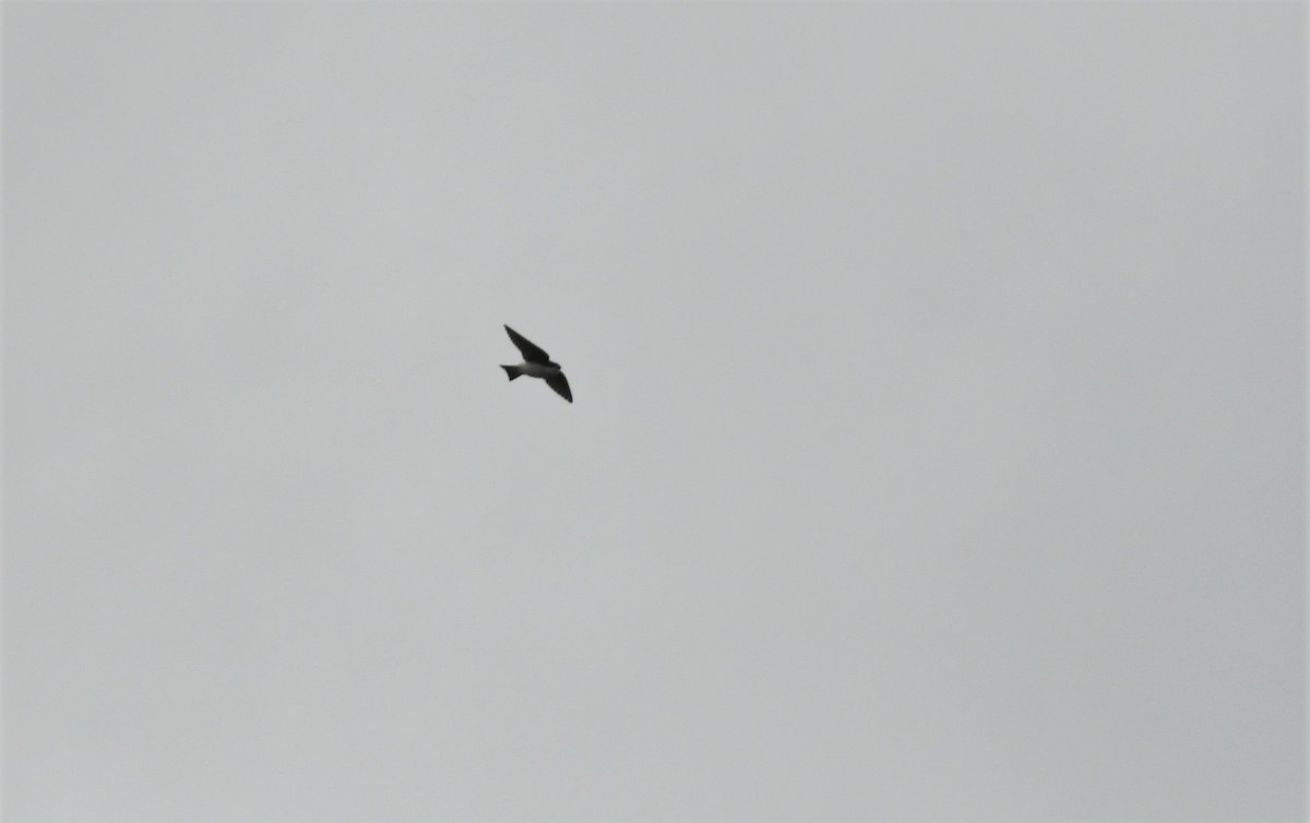 Tree Swallow - Marcia Suchy