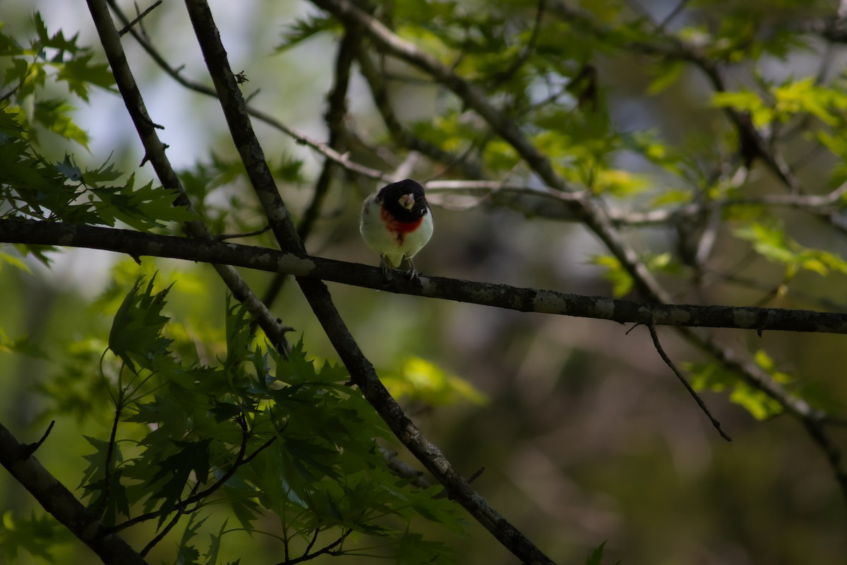 Rose-breasted Grosbeak - David Wilburn