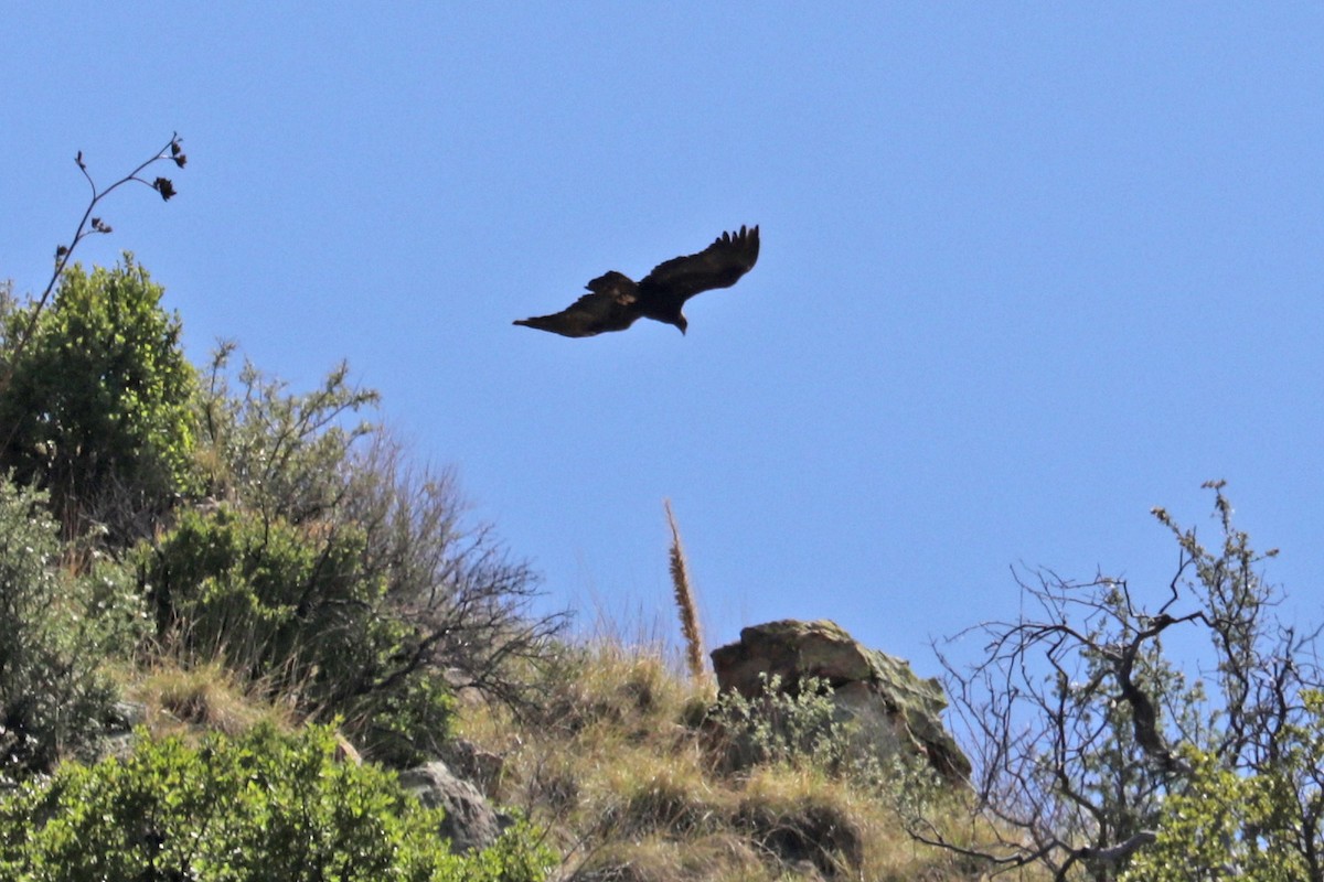 Golden Eagle - Richard Fray