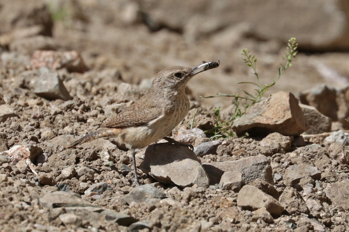 Rock Wren - Richard Fray