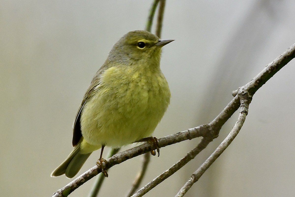 Orange-crowned Warbler - ML618220396