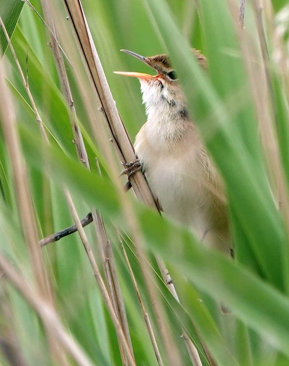 Great Reed Warbler - Diane Drobka