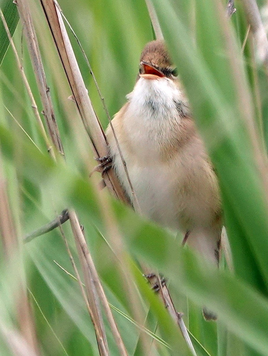 Great Reed Warbler - Diane Drobka