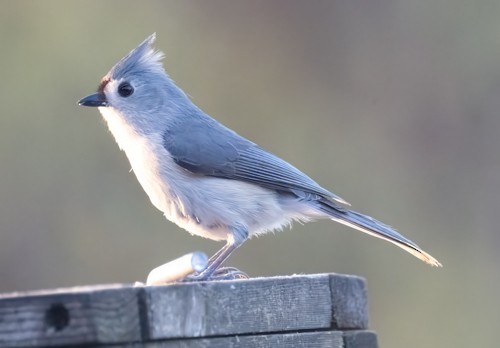 Tufted Titmouse - Nick Winograd