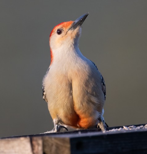 Red-bellied Woodpecker - ML618220438