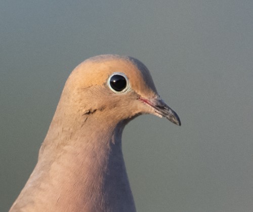 Mourning Dove - Nick Winograd