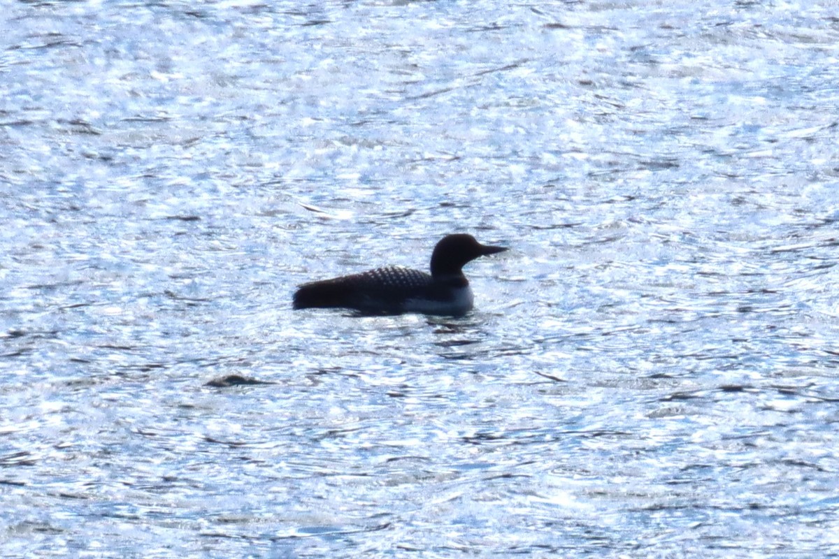 Common Loon - Kathy Mihm Dunning