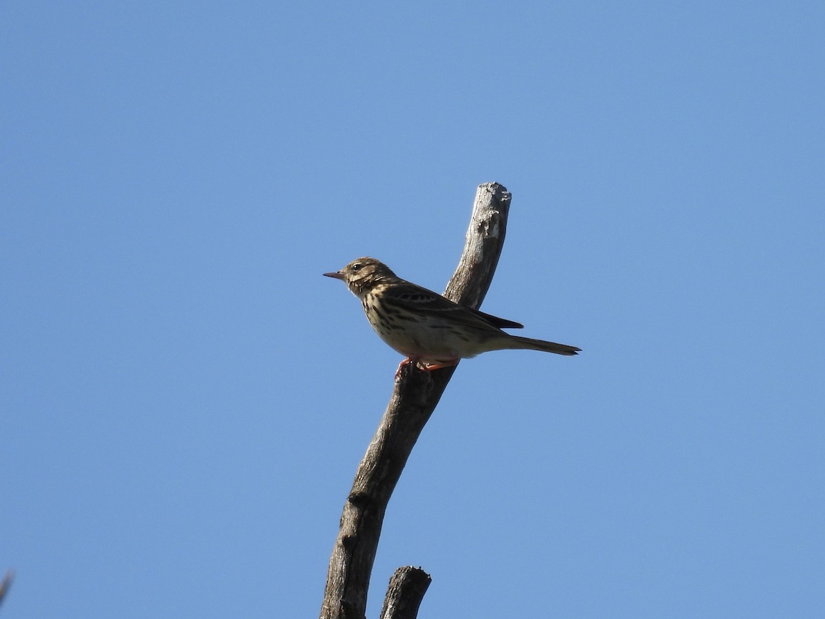 Pipit des arbres - ML618220475