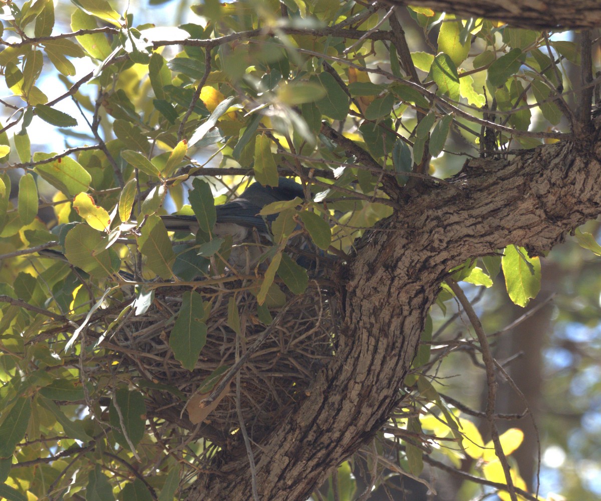 Mexican Jay - ML618220477