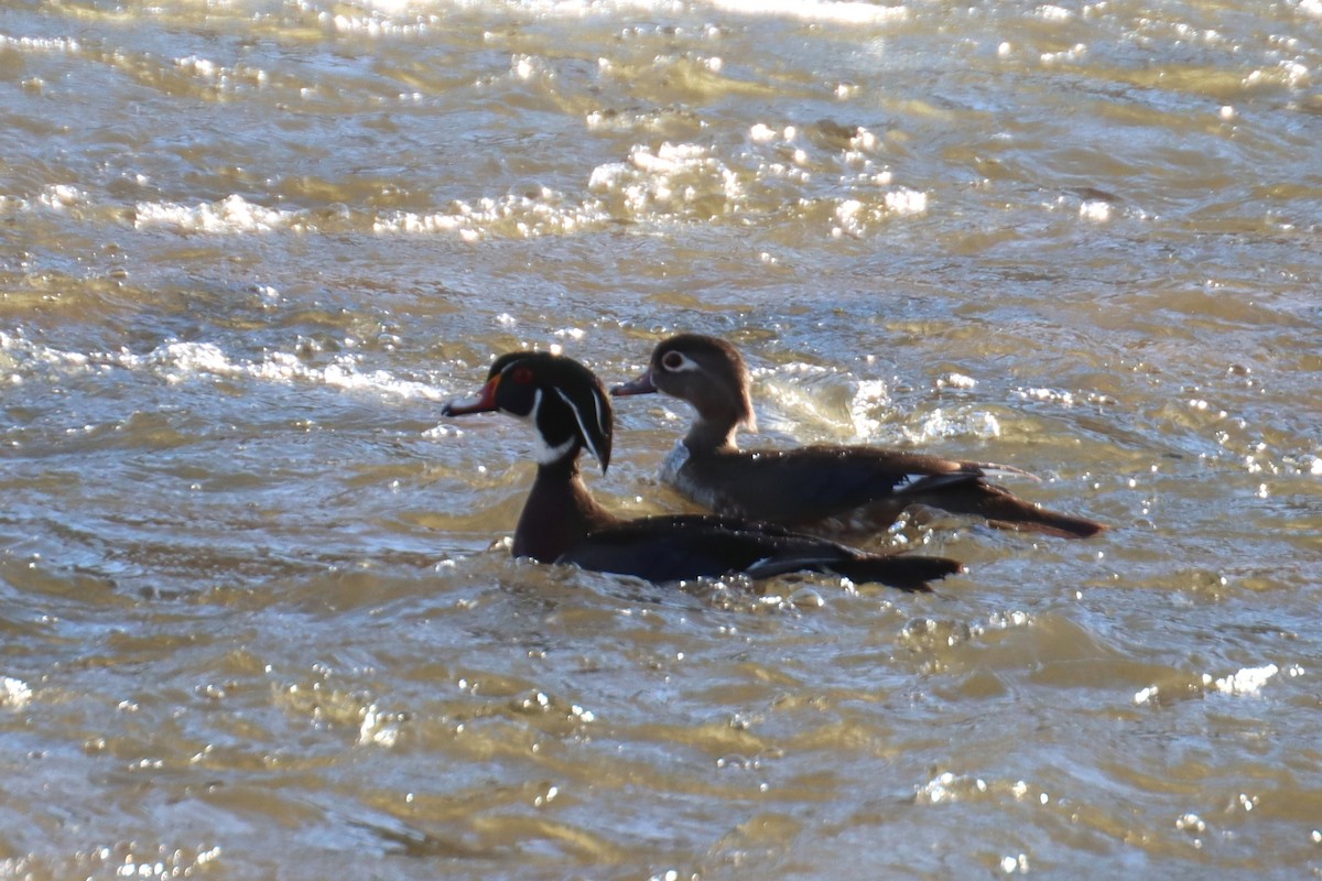 Wood Duck - ML618220486