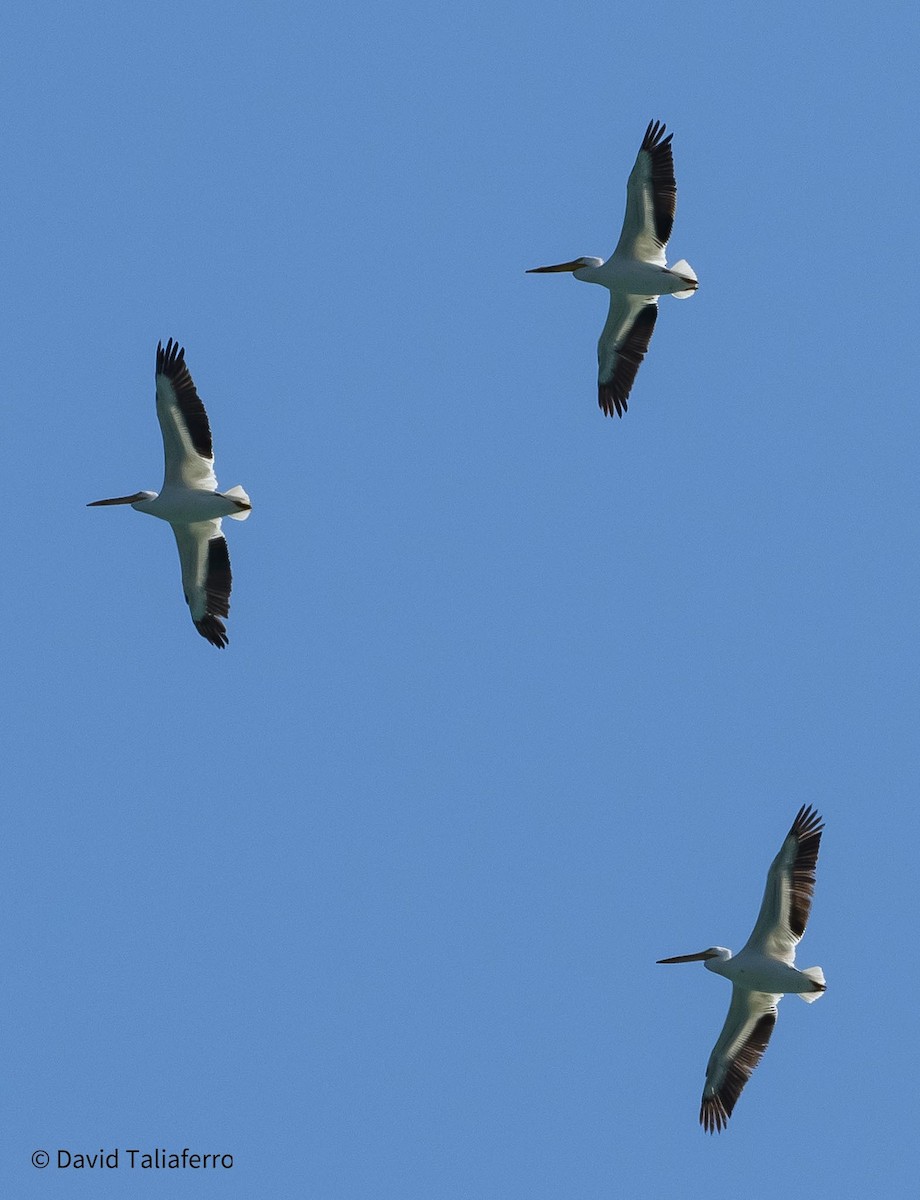 American White Pelican - ML618220512