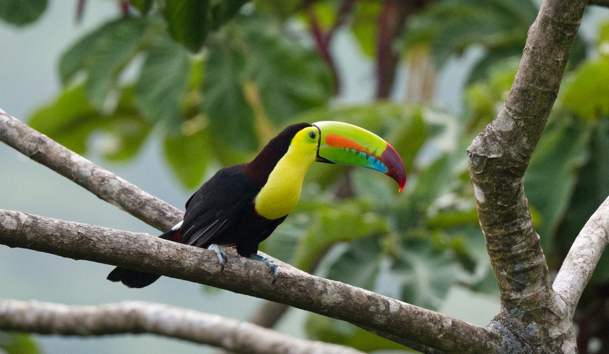 Keel-billed Toucan - Travis Vance