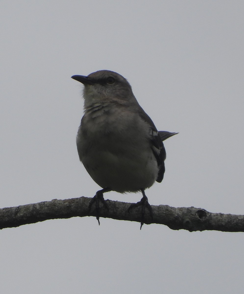 Northern Mockingbird - Rodney Macready