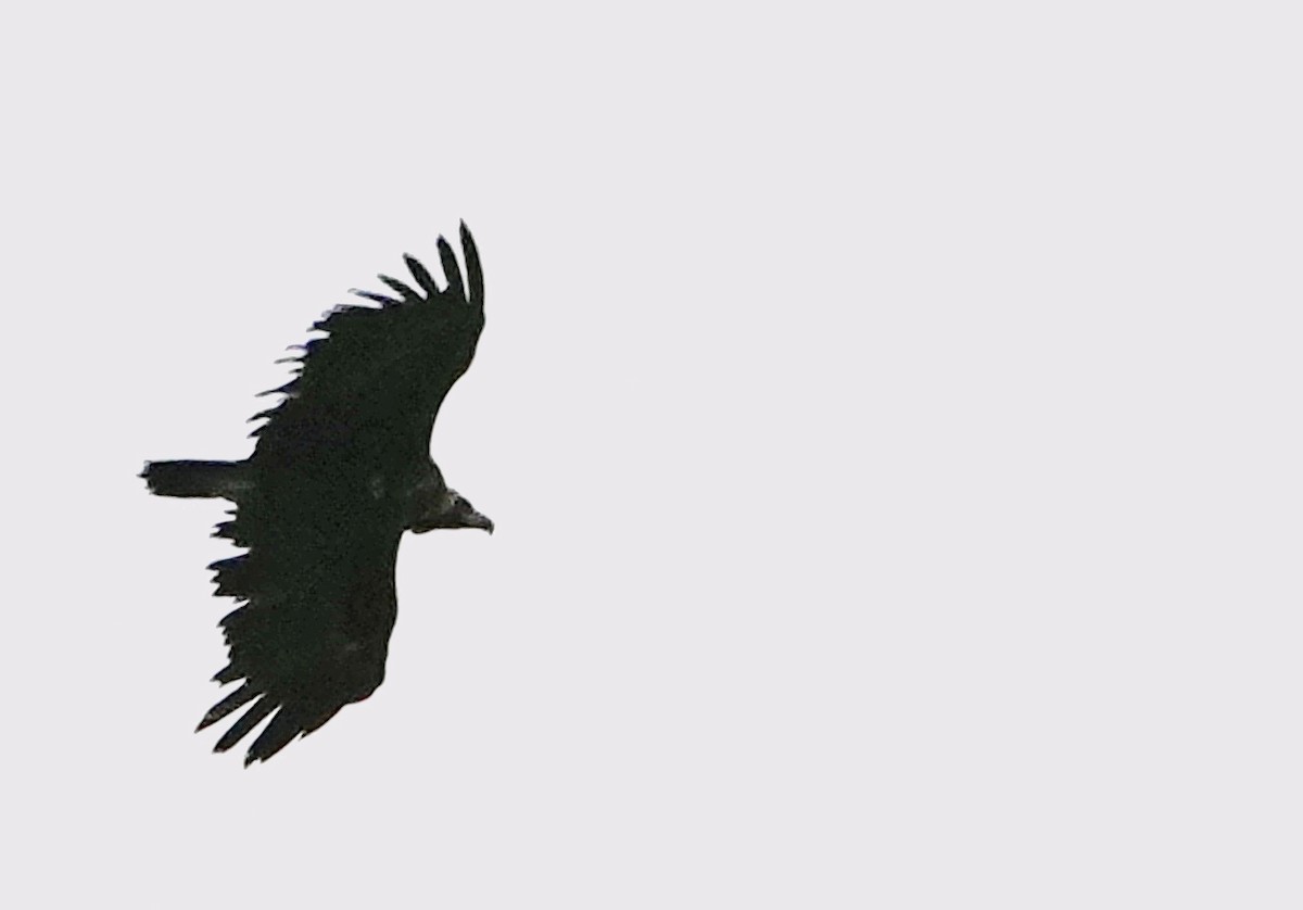Cinereous Vulture - Diane Drobka
