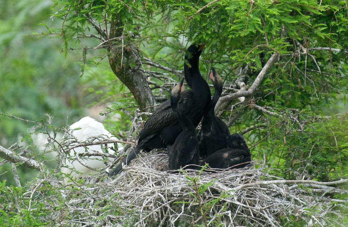 Neotropic Cormorant - Jane Mygatt