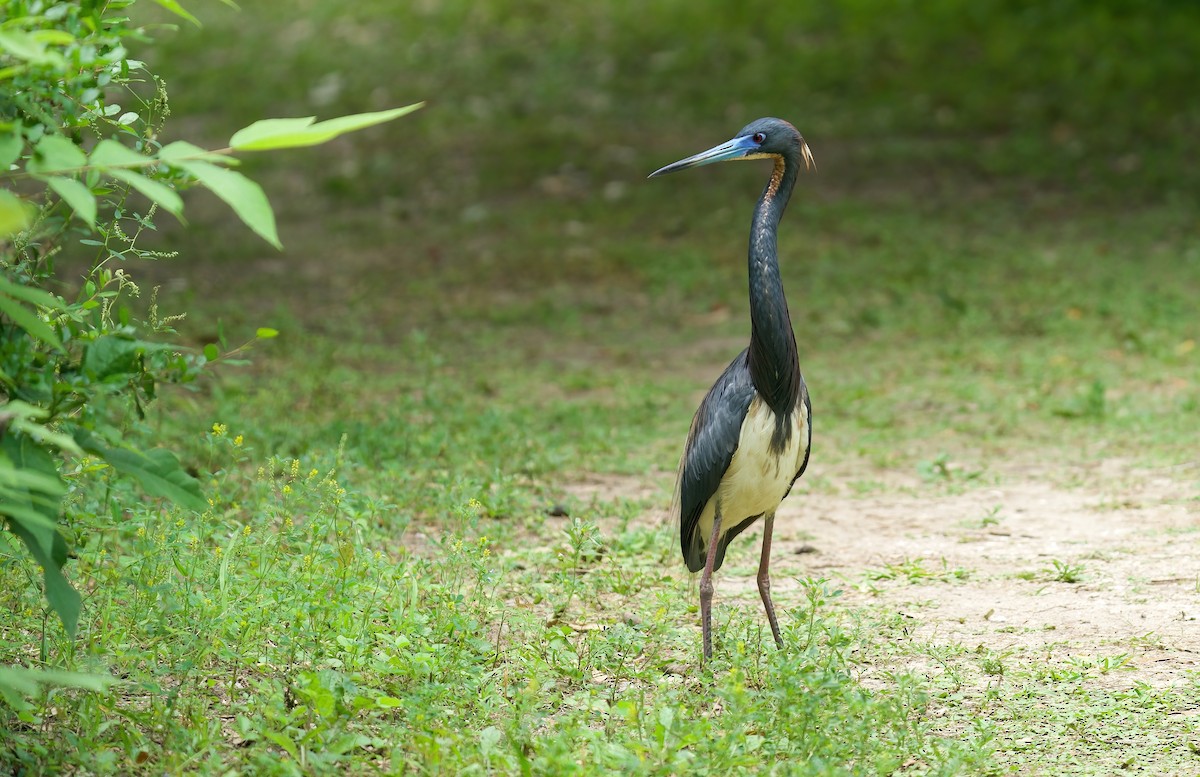 Tricolored Heron - Jane Mygatt