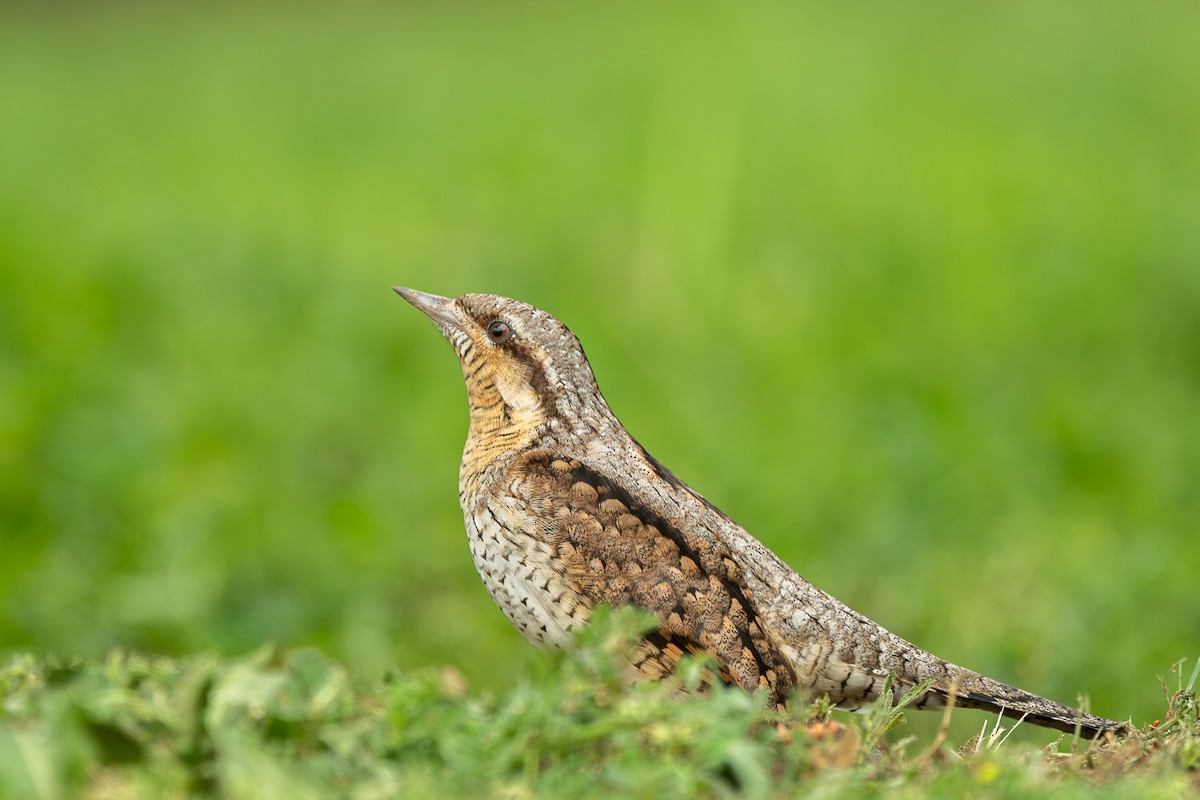 Eurasian Wryneck - Omer Toy