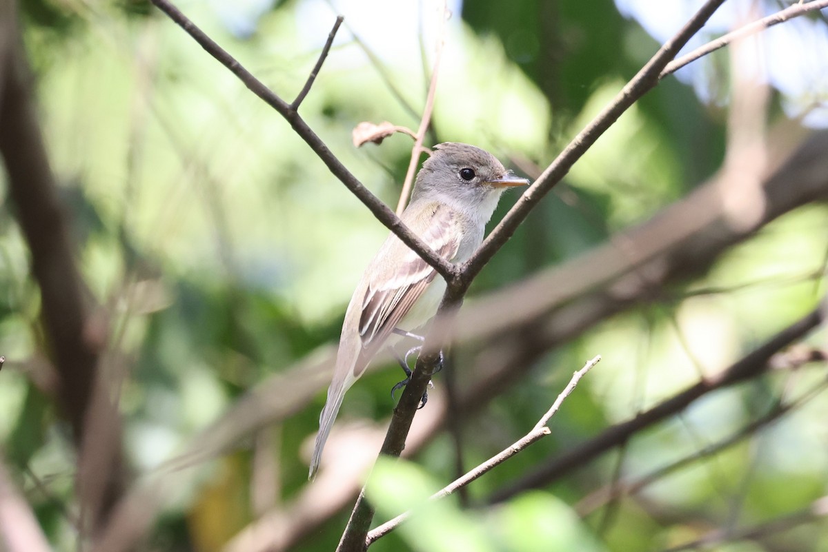 Willow Flycatcher - Charles Davies