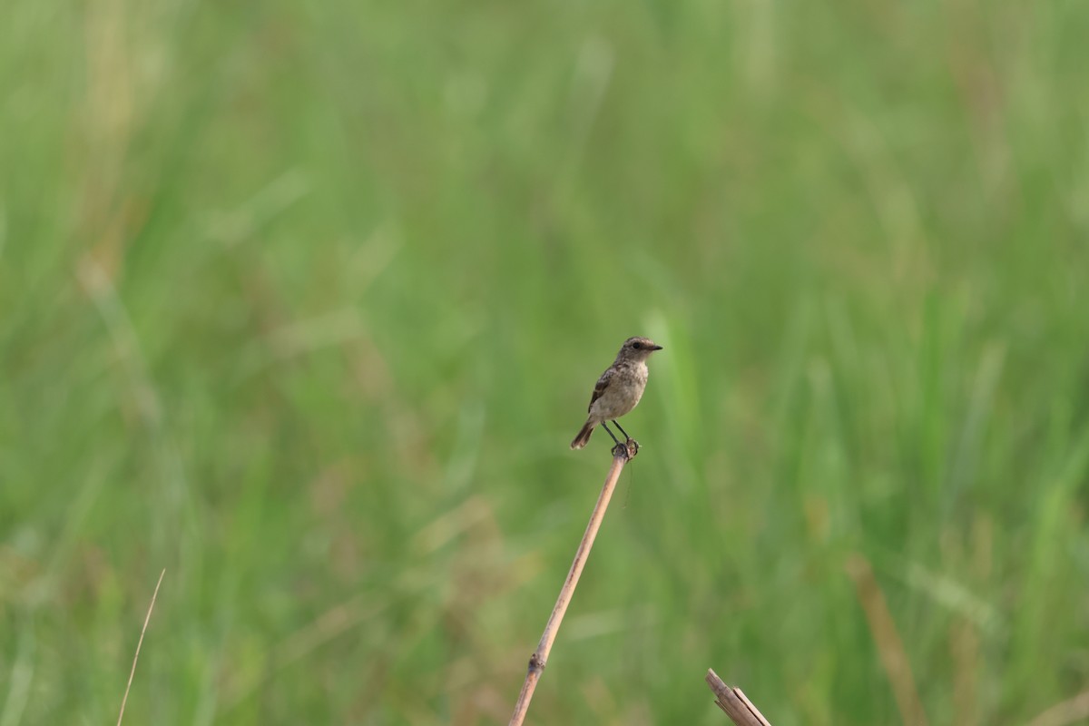 White-tailed Stonechat - Alec Crawford