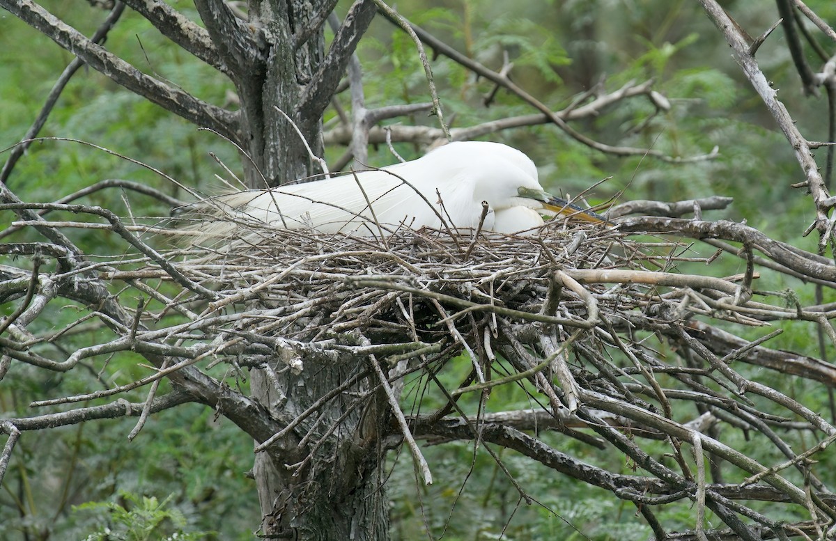 Great Egret - Jane Mygatt