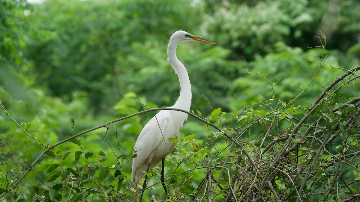 Great Egret - Jane Mygatt