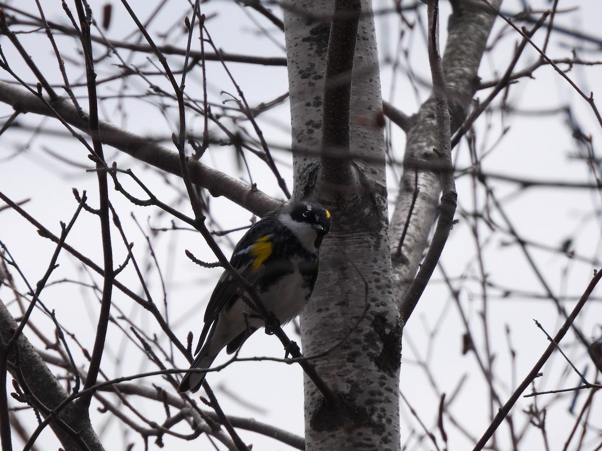 Yellow-rumped Warbler - Rhonda Langelaan