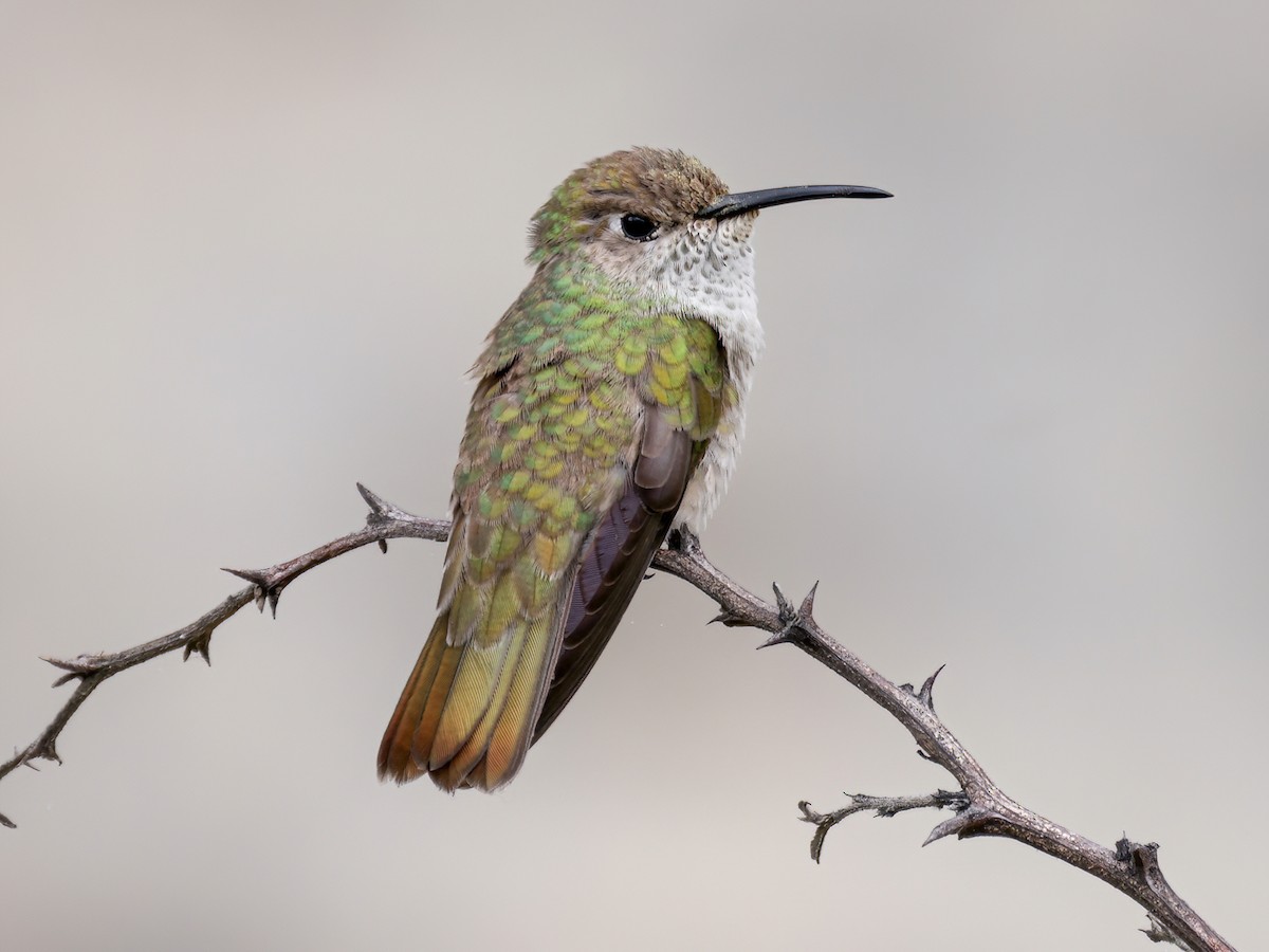 Spot-throated Hummingbird - Thaumasius taczanowskii - Birds of the World