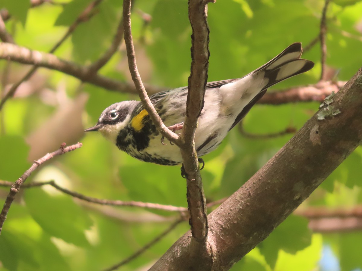 Yellow-rumped Warbler - Ken Clark