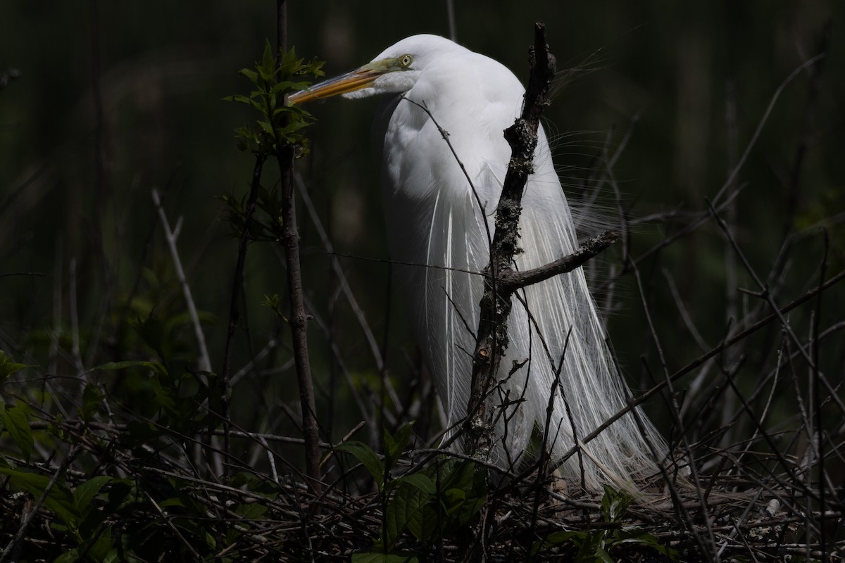 Great Egret - Kent Fiala