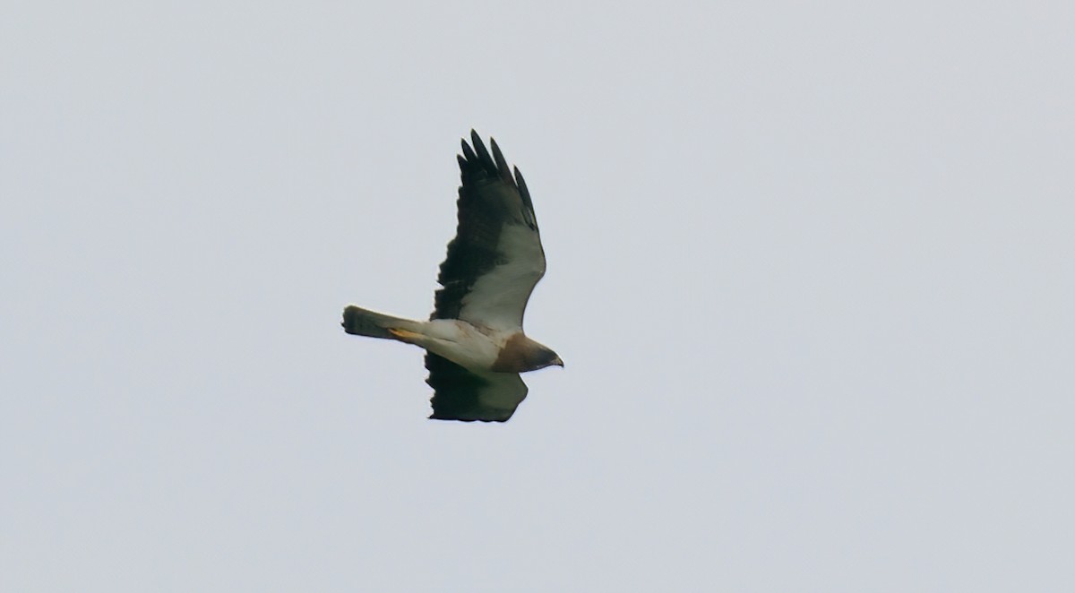 Swainson's Hawk - Jane Mygatt