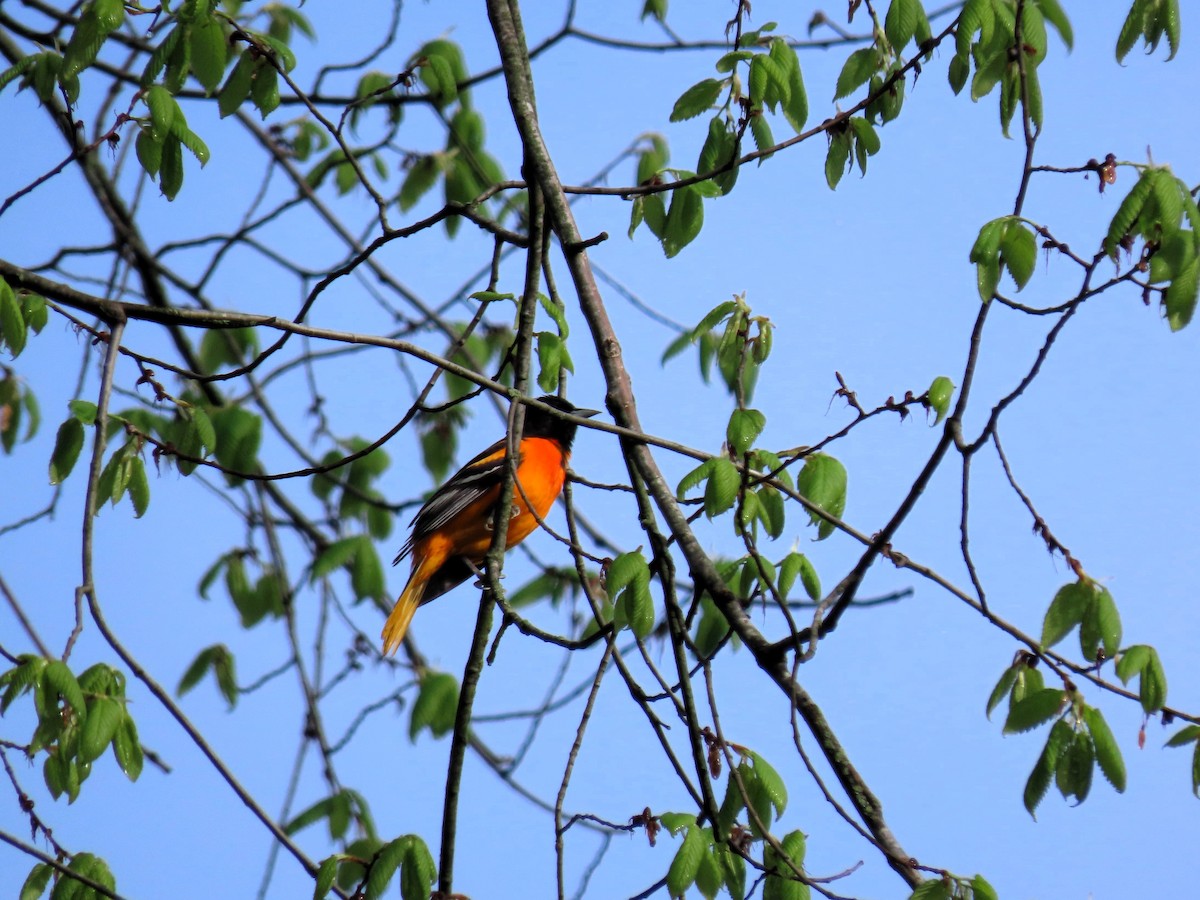 Baltimore Oriole - Randy Morgan