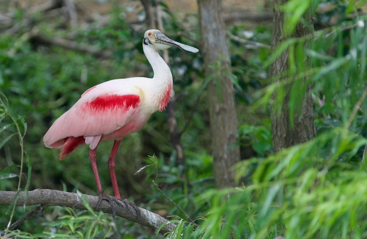 Roseate Spoonbill - Jane Mygatt