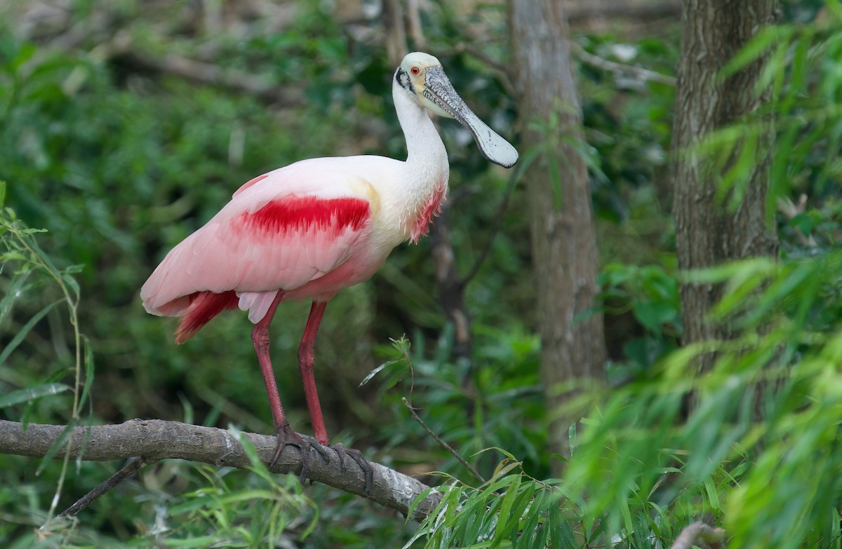 Roseate Spoonbill - Jane Mygatt