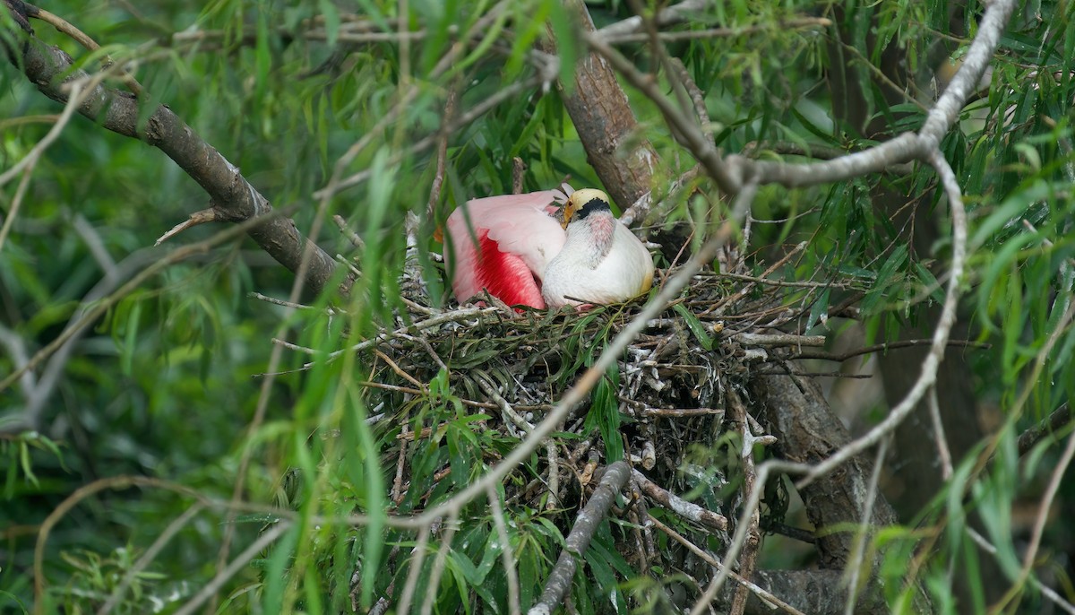 Roseate Spoonbill - Jane Mygatt