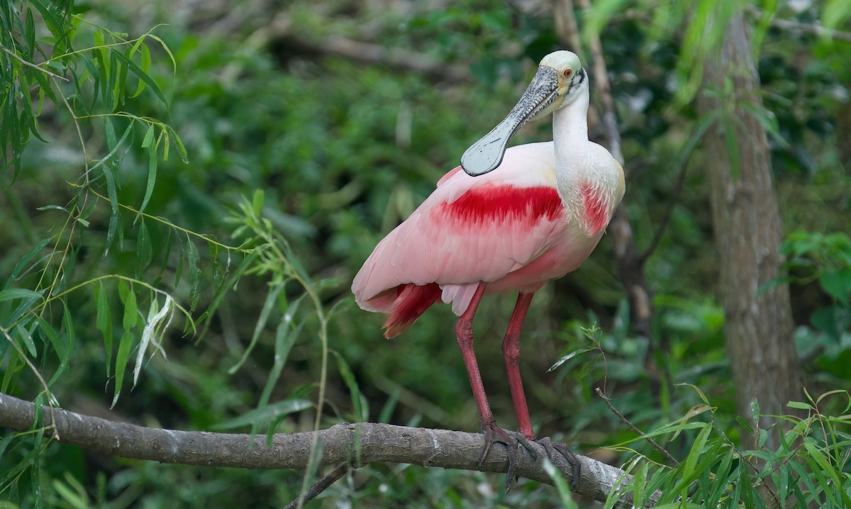 Roseate Spoonbill - Jane Mygatt