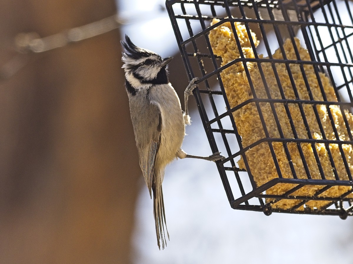 Bridled Titmouse - Daniel Richards