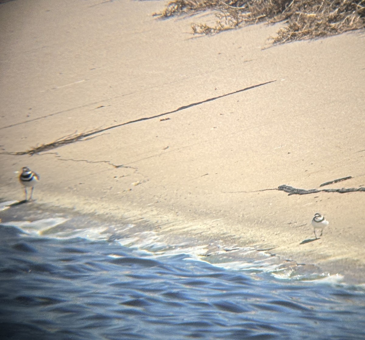 Semipalmated Plover - ML618220628