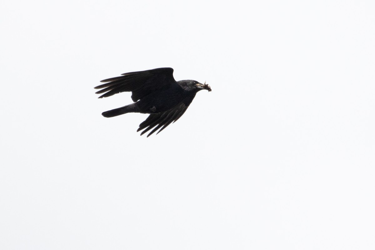 Carrion Crow - Letty Roedolf Groenenboom