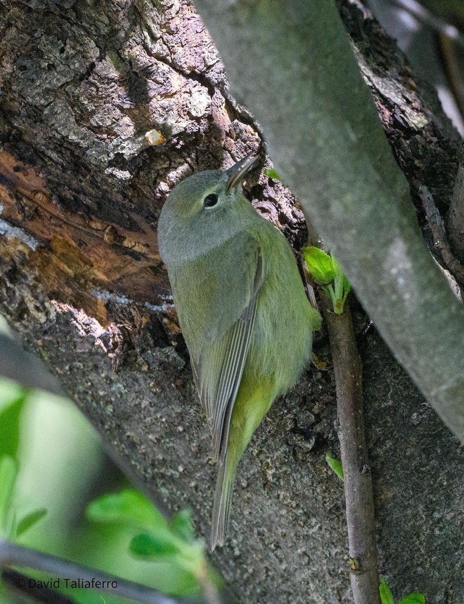 Orange-crowned Warbler - David Taliaferro