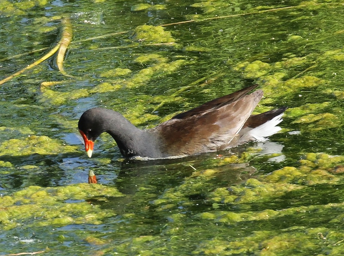 Common Gallinule - Craig Thayer