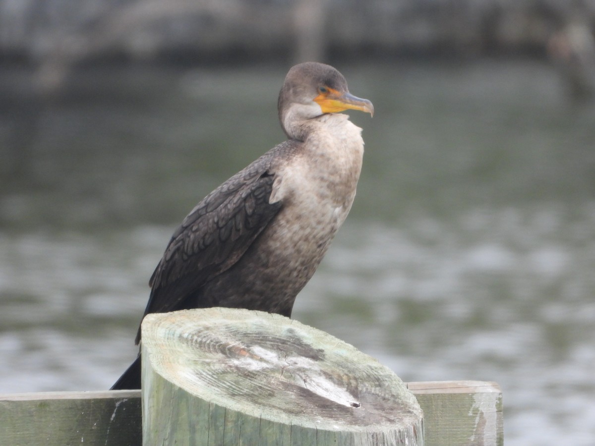 Double-crested Cormorant - ML618220697