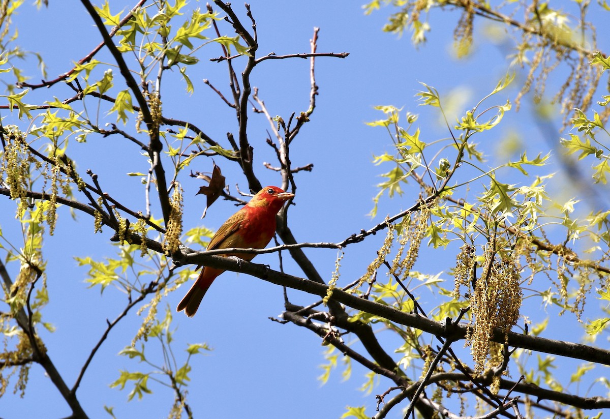 Summer Tanager - ML618220704