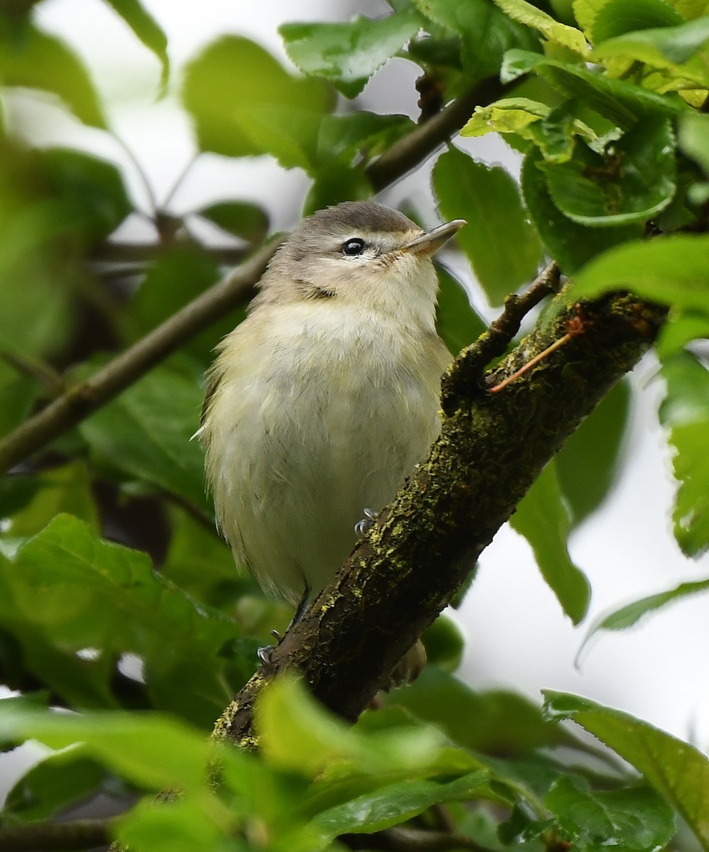 Warbling Vireo - ML618220708