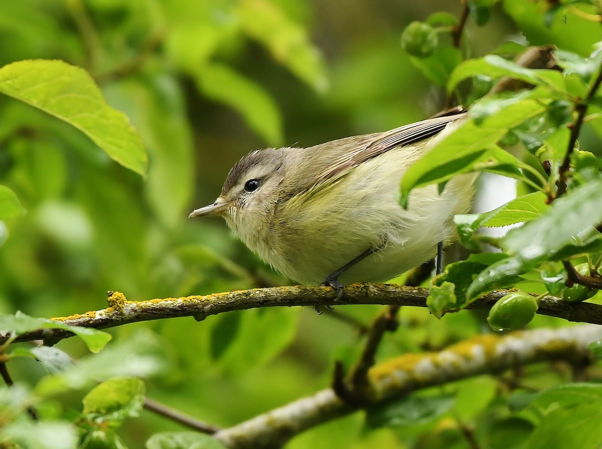 Warbling Vireo - ML618220709