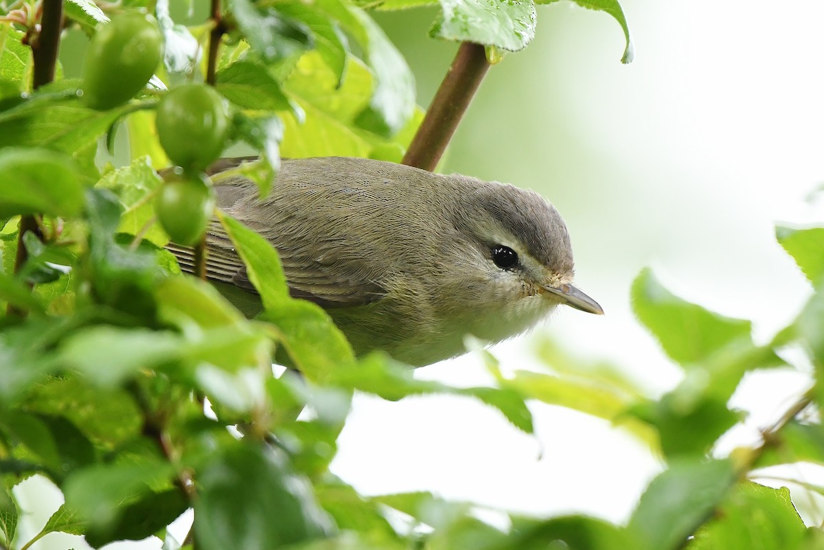 Warbling Vireo - ML618220710