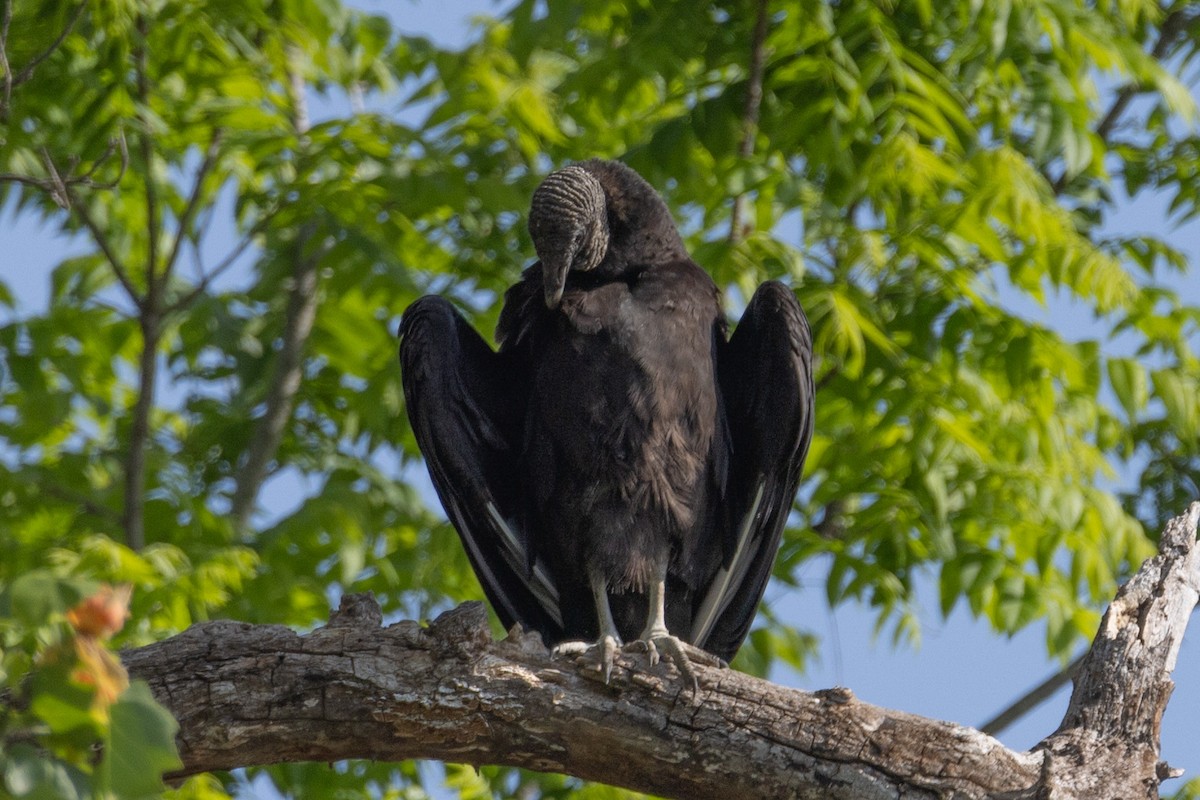 Black Vulture - Kent Fiala