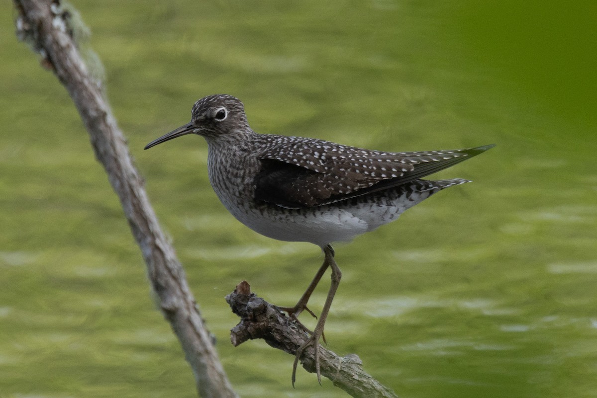 Solitary Sandpiper - Kent Fiala