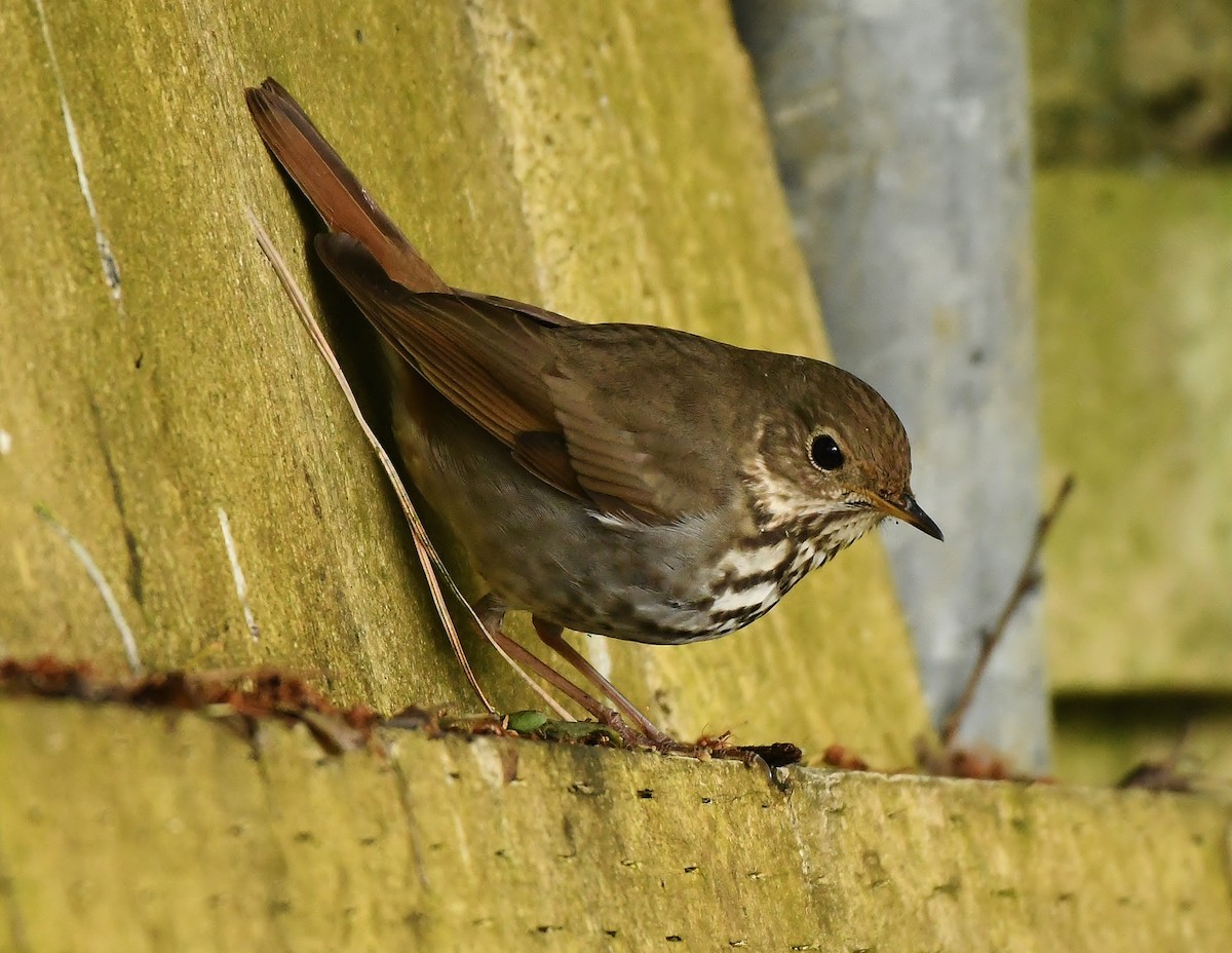 Hermit Thrush - Rachel Hudson