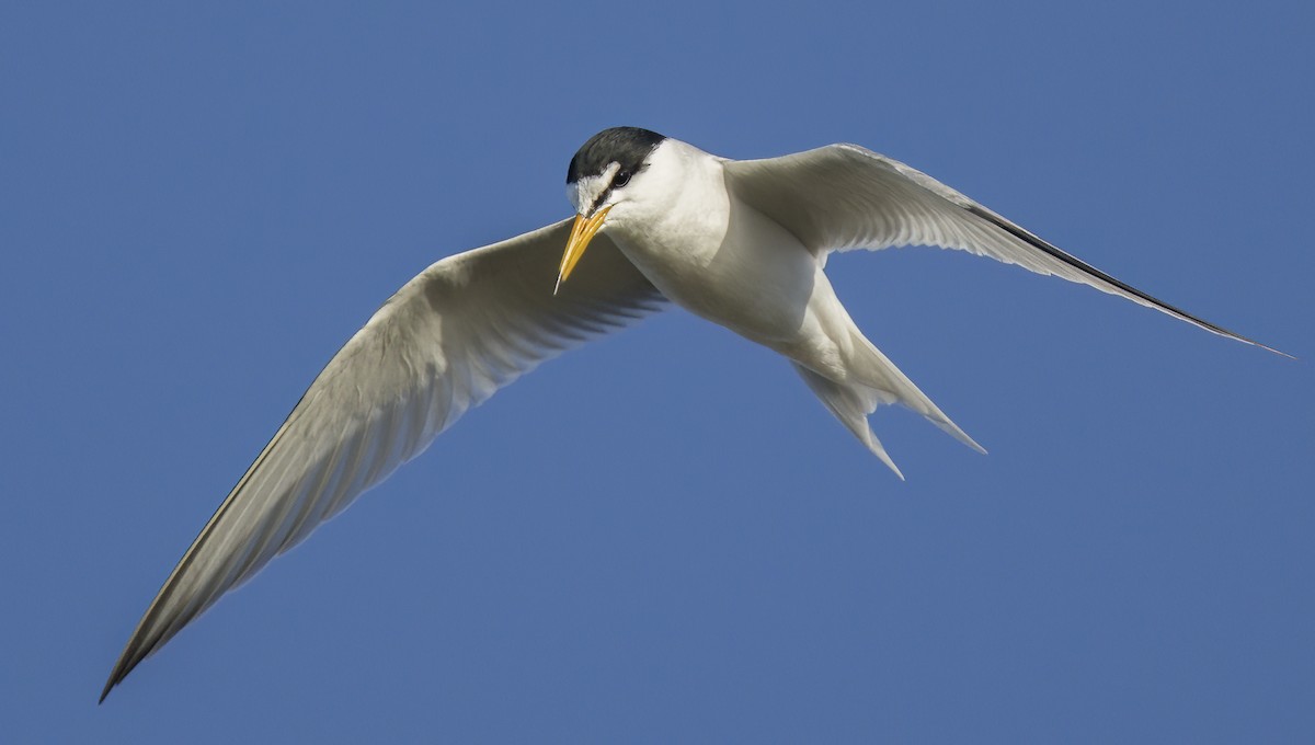 Little Tern - Francisco Pires